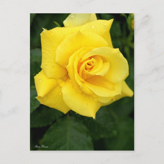 Rosa Friesia:vykort Vykort (Framsida)