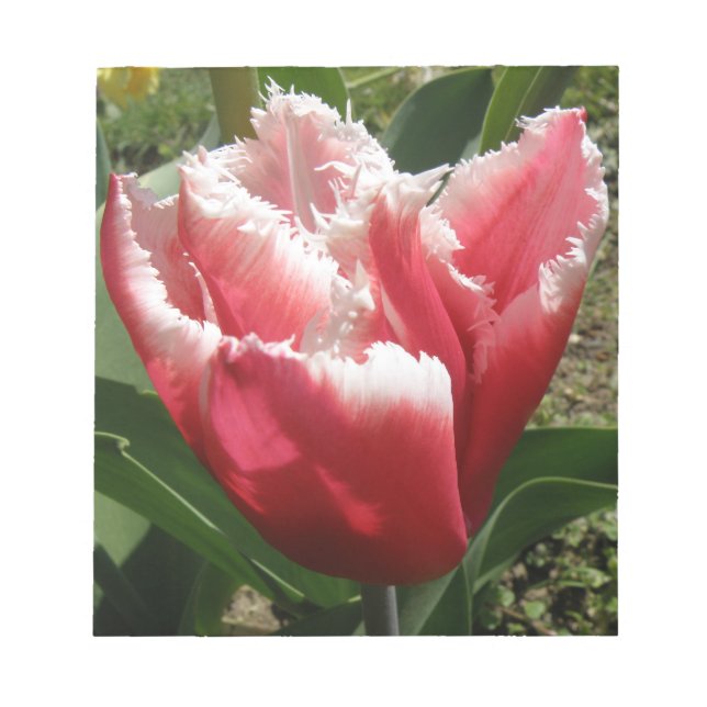 Rosa Fringed Tulip Anteckningsblock (Framsida)