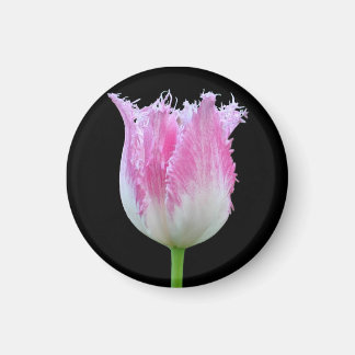 Rosa Fringed Tulip Magnet