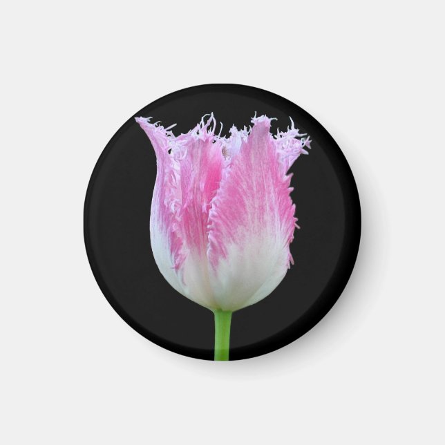 Rosa Fringed Tulip Magnet (Framsidan)