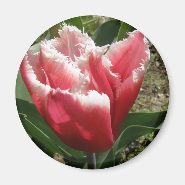 Rosa Fringed Tulip Magnet (Framsidan)