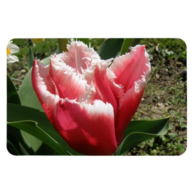 Rosa Fringed Tulip Premium Magnet (Horisontell)