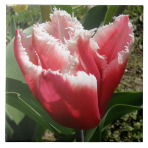 Rosa Fringed Tulip Tile Kakelplatta