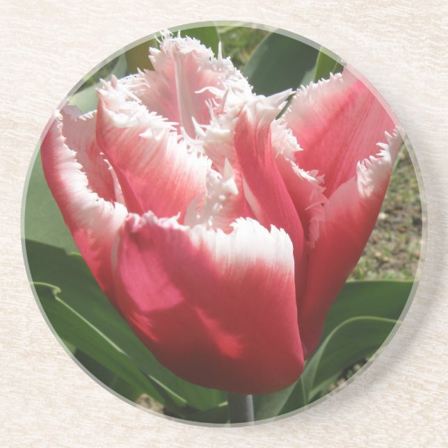 Rosa Fringed Tulip Underlägg Sandsten (Framsidan)