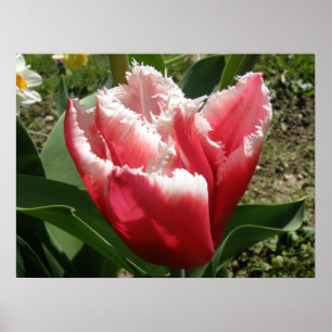 Rosa Fringed Tulip-utskrift Poster