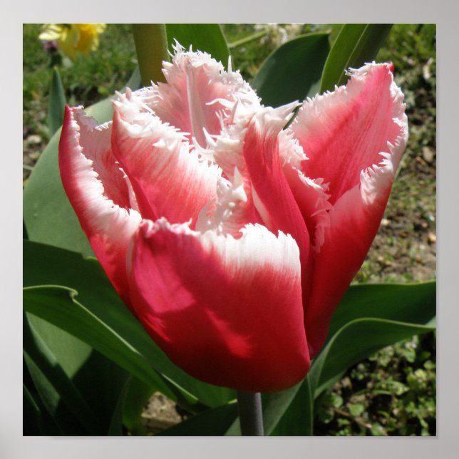 Rosa Fringed Tulip-utskrift Poster (Framsidan)