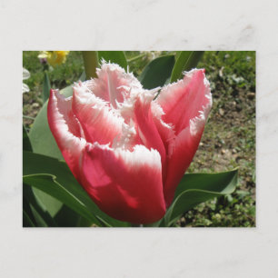 Rosa Fringed Tulip-vykort Vykort