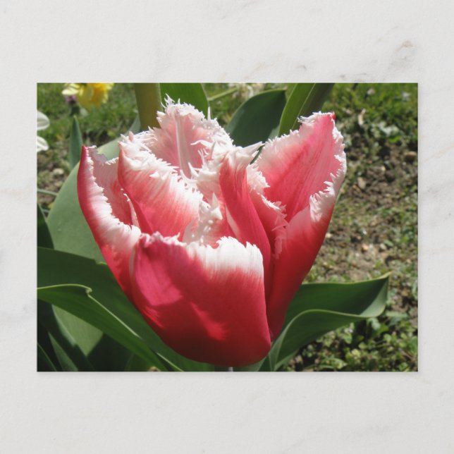 Rosa Fringed Tulip-vykort Vykort (Framsida)