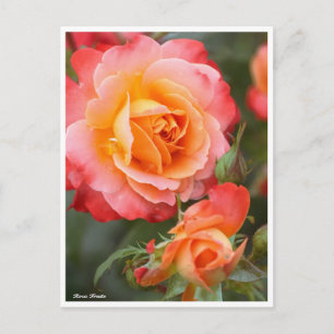 Rosa Fruite:vykort Vykort