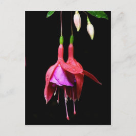 Rosa Fuchsia Flower Vykort