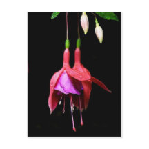 Rosa Fuchsia Flower