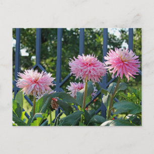 Rosa Fuji-krysantemum Vykort