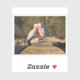 Rosa Galahs Klistermärken
