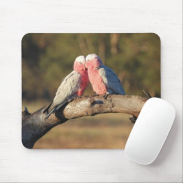 Rosa Galahs Musmatta