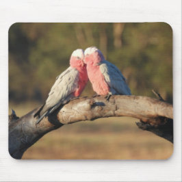 Rosa Galahs Musmatta