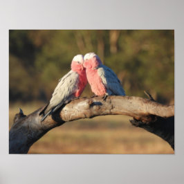 Rosa Galahs Poster
