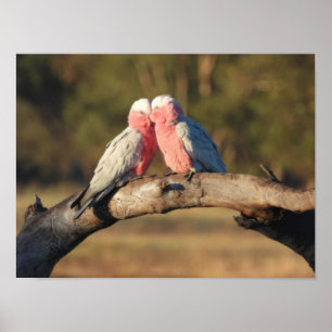 Rosa Galahs Poster