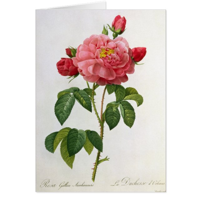 Rosa Gallica Aurelianensis Hälsningskort (Framsidan)