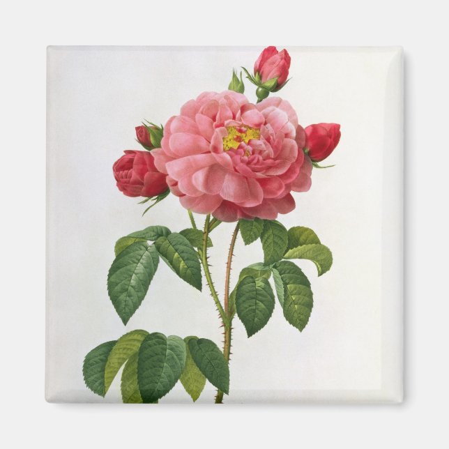 Rosa Gallica Aurelianensis Magnet (Framsidan)