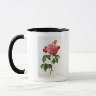 Rosa Gallica Aurelianensis Mugg