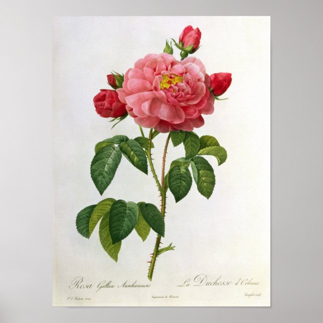 Rosa Gallica Aurelianensis Poster (Framsidan)