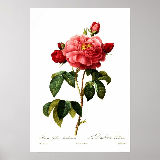 Rosa gallica aurelianensis poster (Framsidan)