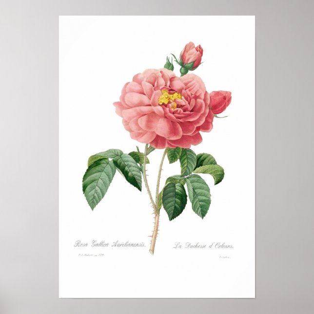 Rosa gallica aurelianensis poster (Framsidan)
