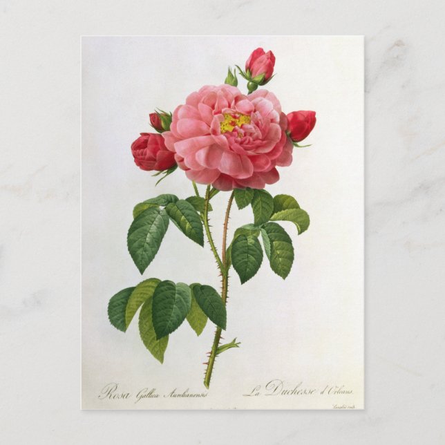 Rosa Gallica Aurelianensis Vykort (Framsida)