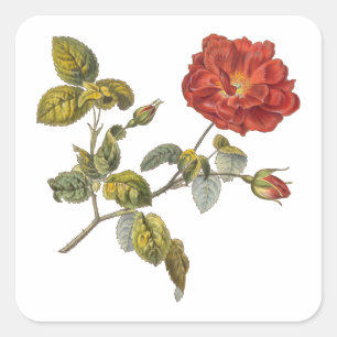 Rosa Gallica BeVacker Red Antique Vintage Ro Fyrkantigt Klistermärke
