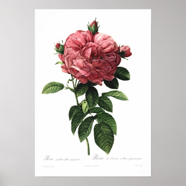 Rosa gallica flore giganteo poster (Framsidan)