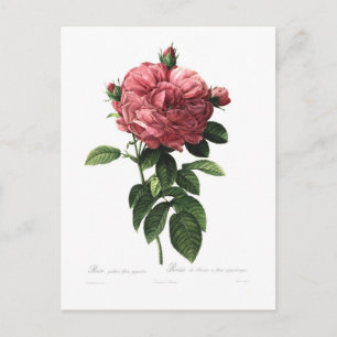 Rosa gallica flore giganteo vykort
