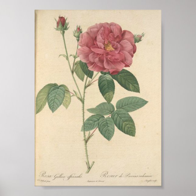Rosa Gallica Officinalis; Rosier des Apothicaires Poster (Framsidan)