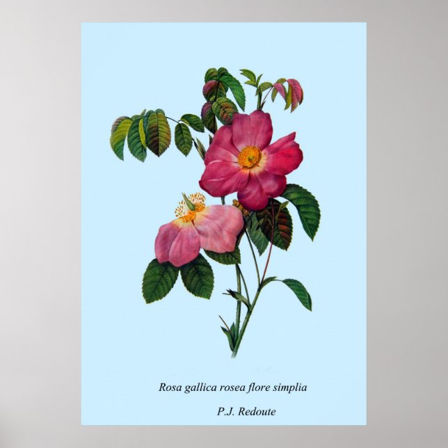 Rosa gallica,Pierre Joseph Redouté Poster (Framsidan)
