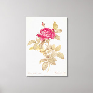 Rosa Gallica Pontiana, från 'Les ro Canvastryck
