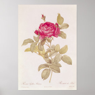 Rosa Gallica Pontiana, från 'Les ro Poster