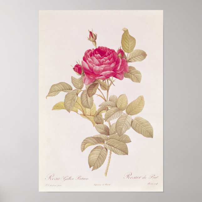 Rosa Gallica Pontiana från "Les Ro Poster (Framsidan)
