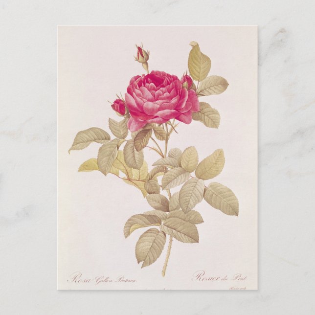 Rosa Gallica Pontiana från "Les Ro Vykort (Framsida)