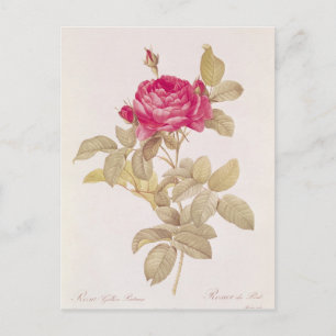 Rosa Gallica Pontiana från "Les Ro Vykort