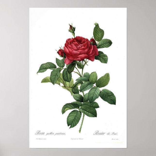 Rosa gallica pontiana poster (Framsidan)
