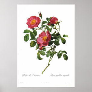 Rosa gallica pumila av Pierre-Joseph Redoute Poster