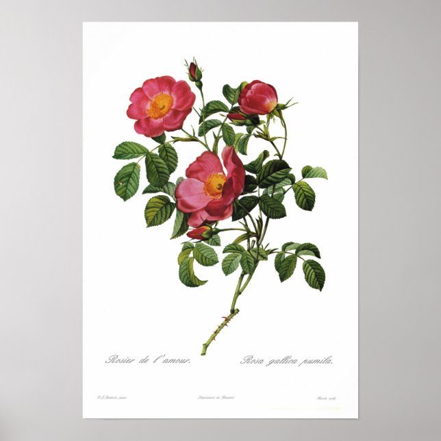 Rosa gallica pumila av Pierre-Joseph Redoute Poster (Framsidan)