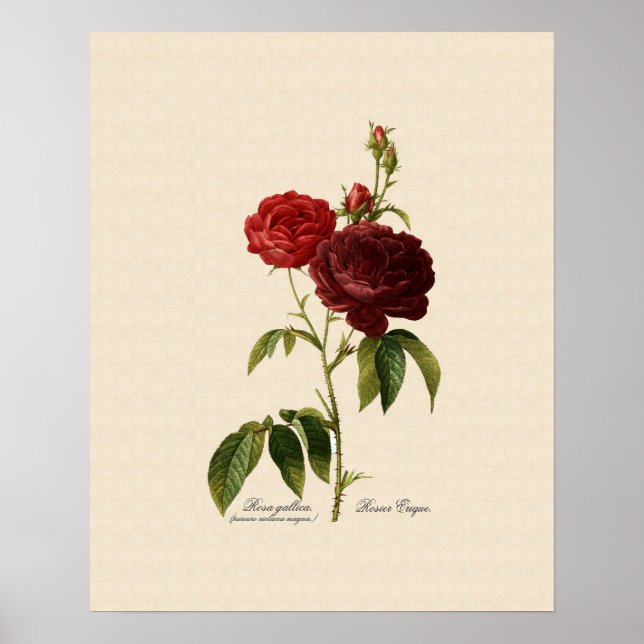 Rosa gallica purpuro-violacea magna poster (Framsidan)