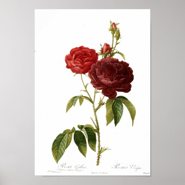 Rosa gallica purpuro-violacea magna poster (Framsidan)