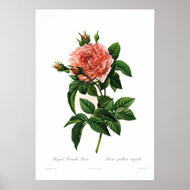 Rosa gallica regalis poster (Framsidan)