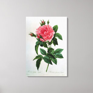 Rosa Gallica Regallis Canvastryck