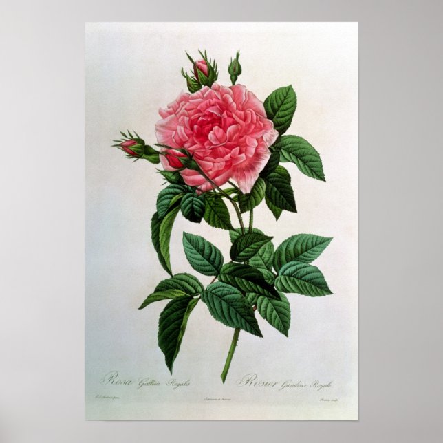 Rosa Gallica Regallis Poster (Framsidan)