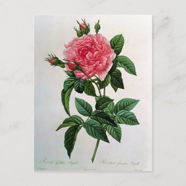 Rosa Gallica Regallis Vykort (Framsida)