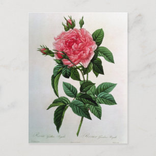 Rosa Gallica Regallis Vykort