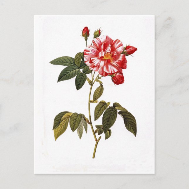 Rosa gallica versicolor vykort (Framsida)