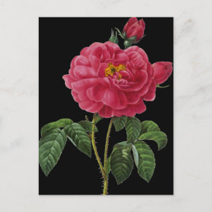 Rosa Gallica Vykort
